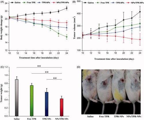 Figure 6. In vivo antitumor effects of free TPR, TPR-NPs, and NPs/TPR-NPs in LNCaP tumor xenograft mice: (A) body weight changes of mice with the treatment time; (B) tumor volume changes of mice with the treatment time; (C) average tumor weight at the end of experiment (ANOVA, **p < .01, compared with saline, free TPR, TPR-NPs, and NPs/TPR-NPs); (D) Typical mice with developed tumor after treatment for 14 d.