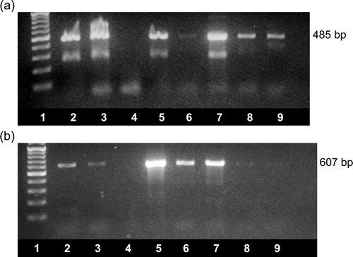 Figure 3.  Detection of ANV by (3a) the RT-PCR test described by Day et al. (Citation2007) and (3b) the RT-PCR test described by Mandoki et al. (Citation2006b). Amplicons were visualized using ethidium bromide staining and UV transillumination following agarose gel electrophoresis. Lane 1, 100 bp ladder; lanes 2 to 9, amplicons produced from RNA extracted from VF06-01/1 (lane 2), VF07-13/7 (lane 3), VF06-02/2 (lane 4), VF06-02/8 (lane 5), VF05-01/5 (lane 6), VF05-01/8 (lane 7), VF04-01/2 (lane 8) and VF04-01/6 (lane 9). The sizes of the amplicons are shown.