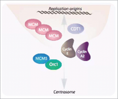 Figure 2. E-type cyclins together with cyclin A2 are involved in the tight linkage between the nuclear and centrosomal cycles. E-type cyclins facilitate MCMs loading through a physical interaction with these proteins as well as with CDT1Citation35. Similarly to chromosomes, centrosomes must be duplicated, and this takes place at the onset of S phase to allow the faithfully duplicated organelles to move to the poles of the duplicating cell and then, to be distributed to the daughter cells. Both cyclins E and cyclin A2 have also been implicated in this phenomenon (Pascreau et al, 2011).