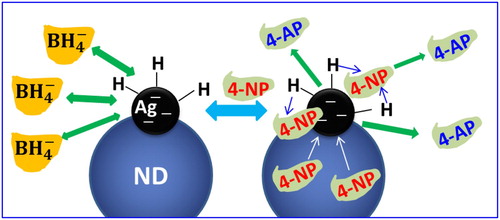 Figure 10. Catalytic reduction mechanism of 4-nitrophenol (4-NP) to 4-aminophenol (4-AP) by NaBH4 in the presence of Ag-TPND catalyst.