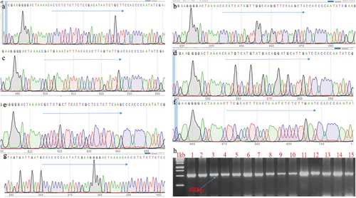 Figure 6. Transgene confirmation and gRNA-component in the plants. Transformed transgenic lines confirmed through PCR and Sanger sequencing to check the presence of gRNA; A is gRNA for the PI, B; HC-Pro, C: P3, D: Cl1, E: Cl2, F: Vpg, G: Direct repeat of Cas13 and H: representing the PCR confirmation of transgenic plants.