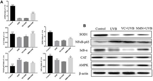 Figure 6 Protein expression of AMPK, NFκB-p65, IκB-α, SOD1 and CAT in skin tissues. (A) relative expression levels of proteins; (B) protein banding map. *p < 0.05 compared to the UVB group; **p < 0.01 compared to the UVB group; ***p < 0.001 compared to the UVB group.