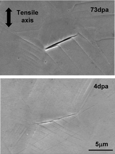 Figure 26 IG cracks formed in PWR-irradiated CW type 316 SSs after slow deformation to ∼3% at 300°C in an argon atmosphere [Citation245]