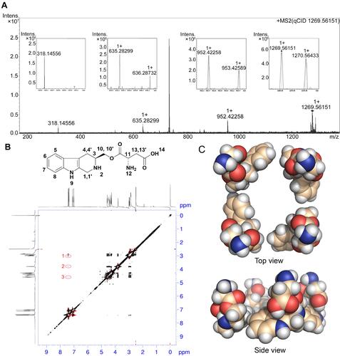 Figure 3 FT-ICR-MS, qCID, NOESY spectra, and THCMA tetramer: (A) FT-ICR-MS spectrum presents peaks of THCMA monomer (318.14566), dimer (635.28299 minus H), trimer (952.42258 minus H), and tetramer (1,269.56151 minus H). qCID spectrum of the THCMA tetramer (1,269.56151 minus H) splits into peaks of trimer, dimer, and monomer. (B) NOESY 2D 1H NMR spectrum presents three cross-peaks in red circles reflecting the intermolecular interactions between 3-H and 6-H, 4-H and 6-H, and 10-H and 6-H. (C) Top view and side view of the constructed THCMA tetramer (CPK model) fulfilling NOESY interaction requirements.