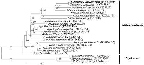 Figure 1 Maximum likelihood tree of Melastomataceae based on complete chloroplast genomes, with Myrtaceae species as outgroup. Bootstrap support values (based on 1000 replicates) are shown next to the nodes. Scale in substitutions per site.