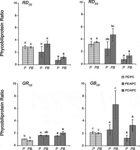 Fig. 5. Ratios of phycobiliproteins in four strains of Gracilaria birdiae. Data were obtained from algae cultivated in different conditions: photosynthetically active radiation, PAR (control), P; and PAR+UV-B (0.08 W m–2), PB. (PE/PC, phycoerythrin/phycocyanin; PE/APC, phycoerythrin/allophycocyanin; PC/APC, phycocyanin/allophycocyanin. Data presented as mean ± SD (N = 3). Treatments with different letters indicate significant differences according to one-way ANOVA and Newman–Keuls test (P < 0.05).