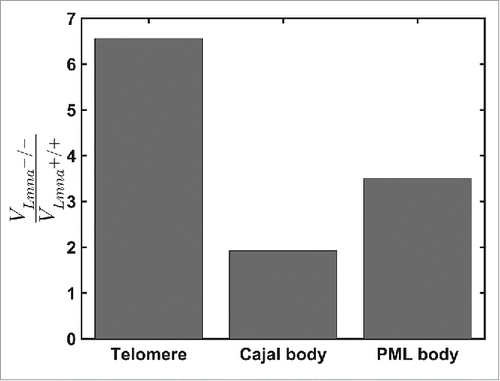 Figure 3. Comparison of the ratio of volumes of motions for telomeres, Cajal and PML bodies during 925 seconds in Lmna+/+ and Lmna−/− cells. For Lmna+/+ cells n=691, 74, 78 for telomeres, Cajal bodies and PML bodies, respectively. For Lmna−/− cells n=519, 109, 76 for telomeres, Cajal bodies and PML bodies, respectively. All entities explore smaller volumes in the Lmna+/+ compared to the Lmna−/− cells. The effect of lamin A depletion is more significant on chromatin dynamics (telomeres) compared to nuclear bodies.
