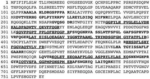 Figure 5 Amino acid sequence coverage of native and bound BSAO.Notes: Bold letters indicate amino acid total sequence coverage (42%) obtained after trypsin digestion and analysis by MS/MS mass spectrometry of nanoparticle-bound BSAO. Underscore, bold letters indicate the amino acid sequences that were used for relative quantification of nanoparticle-bound BSAO.Abbreviations: BSAO, bovine serum copper-containing amine oxidase; MS/MS, tandem mass spectroscopy.