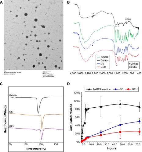 Figure 2 Characterization of EGCG-loaded nanoparticles.Notes: (A) TEM morphology of GEH using an HA concentration of 62.5 µg/mL. (B) FTIR spectra, (C) DSC thermography, and (D) release patterns of variant formulations.Abbreviations: DSC, differential scanning calorimetry; EGCG, epigallocatechin gallate; FTIR, Fourier-transform infrared spectroscopy; GE, gelatin–EGCG; GEH, GE with HA coating; HA, hyaluronic acid; TAMRA, tetramethylrhodamine; TEM, transmission electron microscopy.