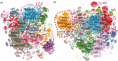 Figure 4. Inferred gene regulatory networks for MWCNT inhalation studies. The gene regulatory networks after exposure to NM-401 (A) or to NM-403 (B) are presented. Genes are represented by colored cycles; network clusters are denoted by different colors. Transcription factors with high betweenness centrality values are indicated with black font. The dotted line on the graph represents network clusters with a high proportion of gene markers from the ‘multimodal signature set.’