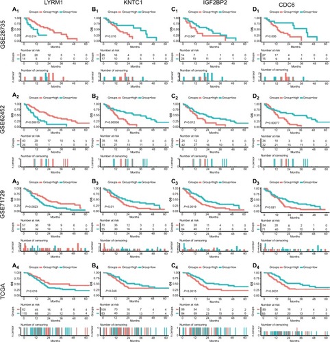 Figure 3 Survival analysis of SRGs in four datasets.Notes: Survival curves of LYRM1 (A1–4), KNTC1 (B1–4), IGF2BP2 (C1–4), and CDC6 (D1–4) in GSE28735, GSE62452, GSE71729, and TCGA datasets.Abbreviations: SRGs, survival-related genes; TCGA, The Genome Cancer Atlas.