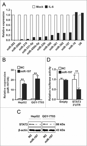 Figure 2. miR-197 is downregulated by IL-6 and targets STAT3 in HCC cells. (A) By TaqMan miRNA qPCR Array, the top 10 downregulated miRNAs in IL-6-treated HepG2 cells were listed, miR-16 and U6 were used as control. (B–C) Expression level of miR-197 was detected by qRT-PCR after transfection with miR-197 mimics (miR-197) or negative control (NC) (B) and STAT3 protein level were detected by Western blotting (C). (D) Fireﬂy luciferase activity was measured in HEK293T cells after co-transfected with pMIR ﬁreﬂy luciferase reporter plasmids with or without 3′UTR of STAT3, pTK-Renilla luciferase plasmids, together with miR-197. Data are shown as mean ± s.d. (n = 3) of one representative experiment. Similar results were obtained in at least three independent experiments. %p < 0.05, %%p < 0.01.