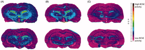 Figure 8. Histochemical staining for BChE activity of coronal cryosections (10 μm) of a rat brain from two regions (top/bottom row) at the level of the thalamus. All sections were processed with 0.1 mM BW-284C51 in Koelle solution, to completely block AChE activity. The sections were incubated in the absence of the probes (A) and with probes 2C (1 mM; B) and 3B (1 mM; C). The relative optical density (ROD) pseudocolor scale for staining intensity of BChE activity is on the right.