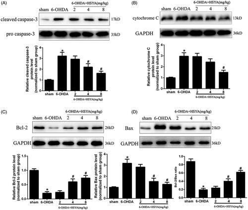 Figure 3. HSYA administration alleviates apoptosis in PD mice model. Western blotting was performed to evaluate the effect of HSYA on the levels of caspase-3 (A), cytochrome C (B), Bcl-2 (C) and Bax (D). The data are presented as the means ± S.E.M. (n = 5 in each group). *p < 0.05 vs. sham group; #p < 0.05 vs. 6-OHDA group.