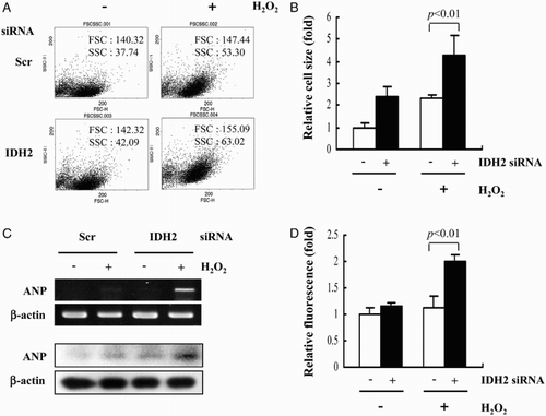 Figure 2 H2O2-induced cardiomyocyte hypertrophy in IDH2 siRNA-transfected H9c2 cells. (A) H9c2 cell size was measured by FACS. (B) H9c2 cell size was measured by microscopy after H&E staining. Data are presented as the mean ± SD of three separate experiments. (C) The levels of ANP mRNA and protein were determined with RT–PCR and immunoblotting analysis, respectively. β-Actin was used as an internal control. (D) Immunofluorescence analysis of H9c2 transfectant cells using an anti-vimentin antibody. The average of fluorescence intensity was calculated as previously described.Citation13Data are presented as the mean ± SD of three separate experiments.