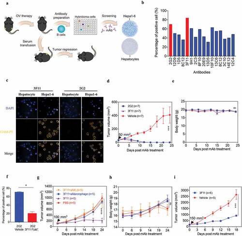 Figure 8. OVH therapy induces endogenous tumor-specific antibody responses. (A) Schematic diagram of Hepa1-6-specific mAb generation from OVH-cured Hepa1-6 mice. (B) Sixteen mAbs were selected from C57BL/6 spleen×sp2/0 hybridomas, which specifically recognized Hepa1-6 tumor cells and did not cross-react with mouse primary hepatocytes. (C) Hepa1-6 cells and mouse primary hepatocytes were stained with each mAb (3F11 or 2G2) and PE conjugated anti-mouse IgG (Fc specific) antibody, then analyzed by flow cytometry. Representative images of cells stained with each mAb were shown. (D, E) Evaluation of the antitumor effects of 3F11 and 2G2. Tumor growth (D) and body weight (E) were monitored over a 24-day period. (F) Competitive binding assay between 3F11 and 2G2 against Hepa1-6 cells. Hepa1-6 cells were incubated with 2G2 and 3F11 F (ab’)2, then stained with PE conjugated anti-mouse IgG (Fc specific) antibody and analyzed by flow cytometry. (G) Tumor growth was monitored after depleting antibodies specific for the indicated surface markers (n = 5 mice per group). (H) Body weight was monitored over a 24-day period. (I) Evaluation of the antitumor effects of 3F11. Tumor growth was monitored over an 18-day period. Black arrow indicates initial tumor volume for treatment. All values are presented as the mean ± SEM. *P < .05, ***P < .001, ****P < .0001, ns, not significant by repeated measure ANOVA (D, E, G, H, I) or by unpaired two-tailed Student’s t tests (F)