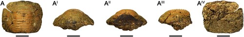 FIGURE 9. Tooth (A–AIV, RSU DGE 2021 RO MP-10) here assigned to Ptychodus sp. cf. P. mediterraneus Canavari, Citation1916, from the Upper Cretaceous of Ryazan Oblast (western Russia) in occlusal (A), anterior (AI), posterior (AII), lateral (AIII), and inferior (AIV) views. Scale bars equal 10 mm.