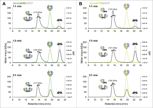 Figure 7. Preventing polymerization by application of heterodimeric Fcabs. SEC-MALS analysis of heterodimeric Fcab-VEGF mixtures of different molar ratios (1:1/1:3/3:1) as indicated in the respective graphs. (A) Overlay of single measurements of the respective amounts of Janus448 (green) and VEGF (gray) that were used for the mixtures of the respective complex run (black). (B) Overlay of single measurements of the respective amounts of JanusCT6 (yellow) and VEGF (gray) that were used for the respective complex run (black). Molar masses of the main peaks of each complex run are depicted.