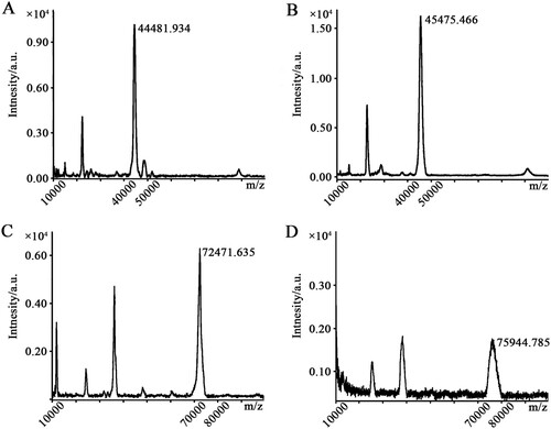 Figure 2. The results of molecular weight determination by MALDI-TOF/TOF-MS. The value marked near the peak is the molecular weight. (A) OVA; (B) coating antigen (arecaidine-OVA); (C) KLH; (D) immunogen (arecaidine-KLH).