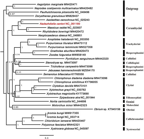 Figure 3. Bayesian tree of 28 species of Cerambycinae, including Nadezhdiella cantori (in this study, NC_061180) and 4 outgroups based on the sequence of 13 mitochondrial protein-coding genes. Numbers on each node are posterior probabilities.