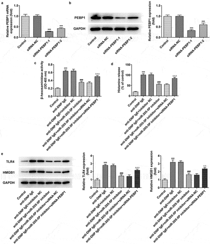 Figure 6. miR-205-5P/ PEBP1 regulated degranulation of BL-2H3 cells. (a) The mRNA level of PEBP1. (b) The protein level of PEBP1. ***P < 0.001 versus siRNA-NC. (c) The detection of β-hexosaminidase activity. (d) Histamine release level. (e) The expressions of TLR4 and HMGB1. ***P < 0.001 versus control group. ###P < 0.001 versus anti-DNP IgE + inhibitor NC. ΔΔP<0.01, ΔΔΔP<0.001.