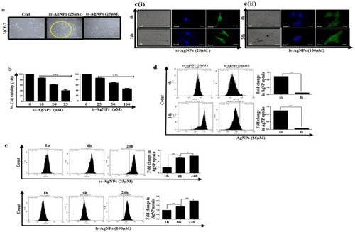 Figure 2 Analysis of internalization of ss-AgNPs and ls-AgNPs. (A) Phase-contrast images of cells after treatment with 25 µM of AgNPs for 24 h. “Ctrl” represents un-treated cells. Scale bar- 100 µm (B) MTT assay analyzing cell viability after 24 h of treatment with AgNPs in MCF-7 cells. [C (i) and (ii)] Fluorescent microscopic images of MCF-7 cells after treatment with IC50 dose of C6 tagged AgNPs for 6 h and 24 h. Scale bar- 200 µm. (D) A comparative fold change between C6 tagged ss-AgNP and ls-AgNp uptake (25 µM) measured through flow cytometry at different time points. (E) A comparative difference in uptake of C6 tagged AgNPs (IC50) at different time points (1 h, 6 h & 24 h) as measured through flow cytometry. The symbol (*) represents a significant difference between different treatments.