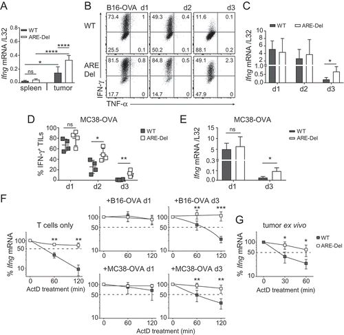 Figure 6. Superior IFN-γ production by ARE-Del TILs correlates with increased mRNA stability. (A) Ifng mRNA expression of FACS-sorted spleen- and tumor-derived OT-I T cells (pooled from 2–4 mice), 14 days after i.v. T cell transfer in B16-OVA tumor bearing mice. Data were pooled from 4 independently performed experiments (mean ± SD; n = 9 mice/group). [One-way ANOVA with Tukey’s multiple comparison; *p < 0.05; ****p < 0.0001]. (B-E) WT and ARE-Del OT-I T cells were co-cultured with B16-OVA (B-C) or MC38-OVA (D-E) cells at a 6:1 effector:target (E:T) ratio for indicated time. B16-OVA or MC38-OVA cells were refreshed daily. (B, D) Intracellular IFN-γ and TNF-α staining was performed at day 1 to 3 after adding BrfA during the last 2 h of culture. (C, E) Ifng mRNA expression was analyzed by RT-PCR. Representative dot plots (B) and pooled data ± SD (C-E) from 4 (B-C) and 2 (D-E) independently performed experiments. [Unpaired Student t-test; *p < 0.05; **p < 0.005]. (F-G) Ifng mRNA decay of resting T cells, and of T cells co-cultured in vitro with B16-OVA or MC38-OVA cells for 1 or 3 days (F), or Ifng mRNA decay of in vivo tumor derived WT and ARE-Del TILs (G) measured by adding 1 μg/ml ActD for indicated time points. Presented data are pooled from 4 (n = 5; F) and 2 (n = 5; G) independently performed experiments (mean ± SD). [Unpaired Student t-test; *p < 0.05; **p < 0.005; ***p < 0.0005].