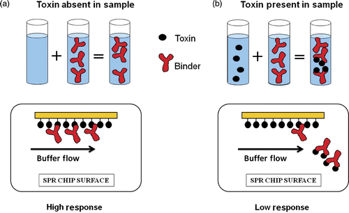Figure 3. SPR optical biosensor inhibition assay format.