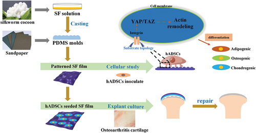 Figure 1. Study design and experimental scheme for the silk fibroin (SF) films.