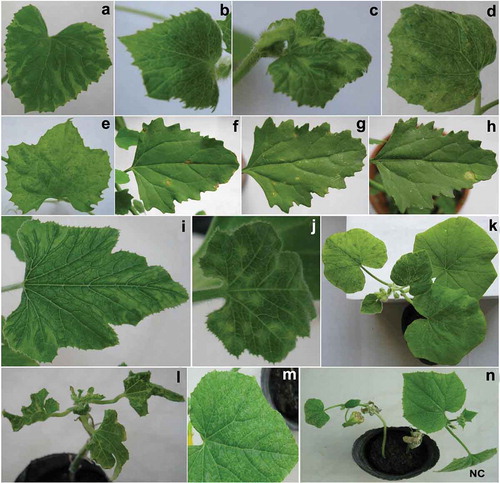 Fig. 3 (Colour online) Symptoms of different hosts inoculated with Zucchini yellow mosaic virus different phylogenetic group isolates from Xinjiang: a, Mosaic in Cucumis melo (cultivar ‘Jiashi’) infected with isolate TKS-2 from subgroup A-II; b, Mosaic induced by isolate WJQ-102–1 from subgroup A-II in Cucumis melo (cultivar ‘Jiashi’); c, Mosaic caused by isolate TP-1 from subgroup A-I in Cucumis melo (cultivar ‘Jiashi’); d, Mosaic in Cucumis melo (cultivar ‘Jiashi’) infected with isolate JS-3 from group C; e, Mosaic in Luffa cylindrica infected with isolate SHZ-1 from subgroup A-II; f, Chlorotic local lesions induced by isolate TKS-2 from subgroup A-II in Chenopodium quinoa. g, Necrotic local lesions in Chenopodium quinoa infected with isolate JS-1 from group C; h, Necrotic local lesions in Chenopodium quinoa infected with isolate TP-3 from subgroup A-I; i, Mosaic in Cucurbita pepo infected with isolate TYG-1 from subgroup A-II; j, Chlorotic local lesions caused by isolate JS-1 from group C in Cucurbita pepo; k, Mosaic induced by isolate CJ-1 from subgroup A-II in Cucurbita moschata; l, Mosaic and leaf deformation in Cucurbita pepo infected with isolate TP-1 from subgroup A-I; m, Mosaic caused by isolate TP-2 from subgroup A-I in Cucumis sativus; n, Mosaic, leaf deformation and stunting in Cucumis sativus infected with isolate TYG-1 from subgroup A-II. The letters NC show negative control plants which were inoculated with buffer only.