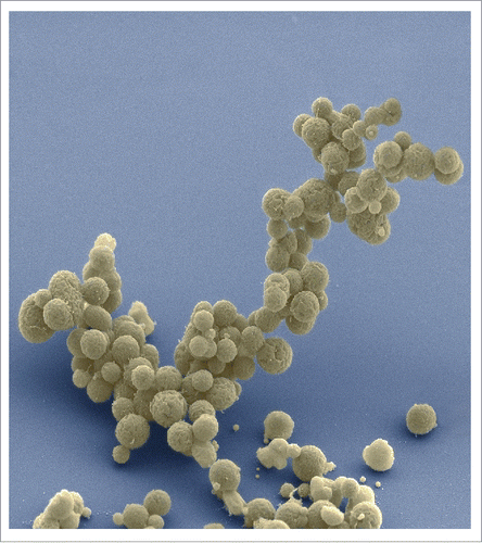 Figure 1. Electron micrographs of clusters of JCVI-syn3.0 cells magnified ∼15,000 times. Courtesy of Tom Deerinck and Mark Ellisman of the National Center for Imaging and Microscopy Research at the University of California at San Diego.