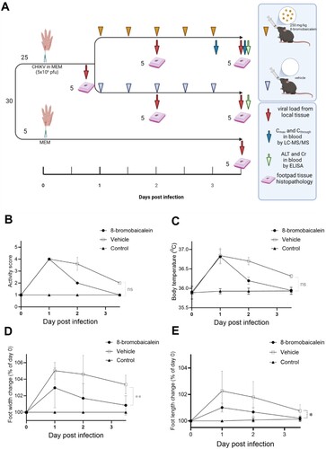 Figure 3. In vivo efficacy of 8-bromobaicalein against CHIKV-induced musculoskeletal inflammation (A) Scheme of experimental procedure, and clinical parameters (created by Biorender) (B) activity score, (C) body temperature, (D) foot width change, and (E) foot length change. Data represented means and standard deviation (SD) and *, ** represented the significant difference at p < 0.05, p < 0.01, respectively using one-way ANOVA. Ns represented non-significant difference.