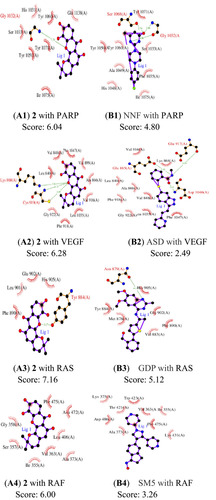 Figure 6 Docking exercises of 2 and native ligands binding to PARP, VEGF, RAS, and RAF. (A1) 2 with PARP, (B1) NNF with PARP, (A2) 2 with VEGF, (B2) ASD with VEGF, (A3) 2 with RAS, (B3) GDP with RAS, (A4) 2 with RAF, (B4) GDP with RAF.