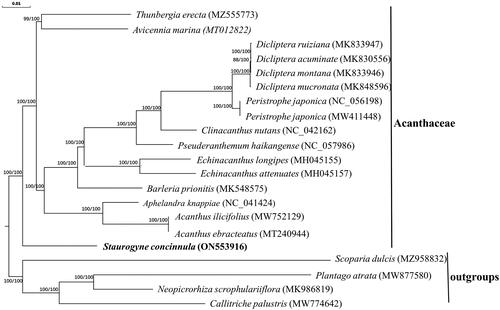 Figure 3. Phylogenetic tree combined with Maximum-likelihood and Bayes Inference trees based on 86 combined PCGs’s sequences. The number on each node indicates the ML bootstrap value (left) and BI posterior probability (right). The top scale bar represents the number of substitutions per site. The following 16 sequences in Acanthaceae has participated in phylogenetic analyses: Thunbergia erecta (MZ555773, Tong et al. Citation2022); Avicennia marina (MT012822, Li et al. Citation2020); four Dicliptera species (MK833947, MK830556, MK833946, MK848596, Huang et al. Citation2020); Peristrophe japonica (NC_056198, MW411448, Chen et al. Citation2021); Clinacanthus nutans (NC_042162, Li et al. Citation2019); Pseuderanthemum haikangense (NC_057986, Gao et al. Citation2020); two Echinacanthus species (MH045155, MH045157, unpublished); Barleria prionitis (MK548575, Alzahrani et al. Citation2020); Aphelandra knappiae (NC_041424, Huang et al. Citation2019); two Acanthus species (MW752129, Xu et al. Citation2021; MT240944, unpublished).