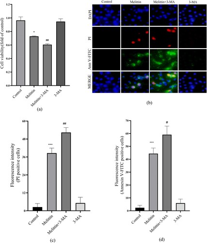 Figure 3. 3-MA aggravated the cell viability and apoptosis induced by melittin. (a) Cells were pretreated with 3-MA for 2 h and then treated with melittin (4 μg/ml) for 24 h. MTT assay was used to detect cell viability. (b) Detection of apoptosis. (c) Statistics of PI-positive cells. (d) Statistics of Annexin V-FITC-positive cells. *p < 0.05, **p < 0. 01, ***p < 0.001 versus the Control. #p < 0.05, ##p < 0. 01 versus the Melittin group.