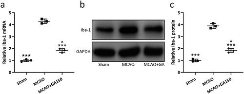 Figure 4. GA effects on cerebral ischemia/re-perfusion-induced microglial activation in mice. qRT-PCR and Western blotting were used to analyze mRNA/proteins levels of Iba-1 in ipsilateral injury hemispheres 3 d post-MCAO (a–c). N = 3 from 8 mice for each group. Data shown are means ± SD. ***p < 0.001 vs. MCAO group. ∧p < 0.05 vs. Sham group. One-way ANOVA followed by Dunn's multiple comparisons test.