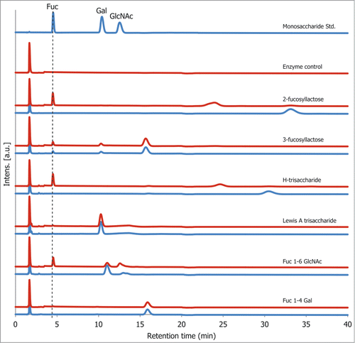 Figure 4. rTfFuc1 activity on standard fucosylated substrates after overnight incubation as determined by HPAEC. Blue lines represent samples which were incubated in absence of rTfFuc1 (substrate standard) and red lines represent samples incubated in the presence of rTfFuc1. Cleavage of the substrates was determined by the appearance of a fucose peak, as determined by the retention time of the standard monosaccharide.