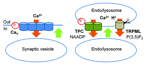 Figure 3. A schematic representation of the role of TPC and TRPML channels in membrane fusion. Left panel: The classic scheme of membrane fusion in presynaptic terminals: Ca2+ influx through the voltage-regulated L-type CaV channels (orange) triggers conformational change in SNARE complexes (not shown) and membrane fusion (green). This influx it triggered by a change in the membrane potential (red). Right panel: Membrane fusion in the endocytic pathway. Ca2+ efflux out of the H+- and Ca2+- rich endo/lysosomes (orange) through TPC and TRPML channels triggers conformational change in SNARE complexes (not shown) and membrane fusion (green). Ca2+ efflux through TPC channels is triggered by NAADP and modulated by membrane potential (red) and Ca2+. TRPML Ca2+ fluxes are activated by PI(3,5)P2 and TRPML1 activity is terminated by cleavage.