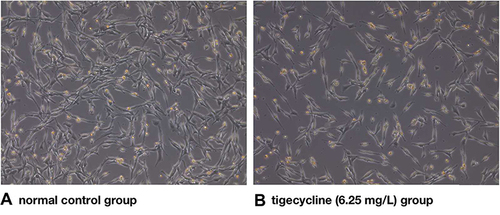 Figure 5 Effect of tigecycline on the change in PC12 morphology.