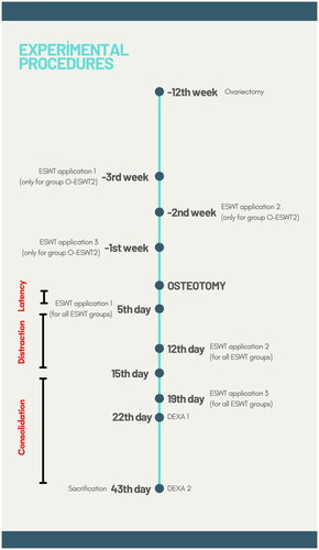 Figure 1. Timeline of experiment procedures.