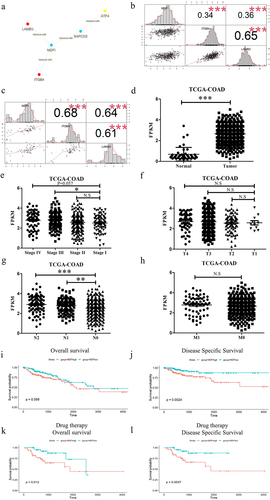 Figure 2. The PI3K-AKT signaling pathway and malignant phenotype regulation by MDFI in colorectal epithelial cells. A. The contact details of MDFI. B. The correlation between the expression of MDFI and the expression of ITGB4 and LAMB3 in TCGA-COAD (n = 462). C. The correlation between the expression of MDFI and the expression of ITGB4 and LAMB3 in CCLE (n = 57). D. The expression of MDFI (mean with SD) between tumor tissue (n = 470) and normal tissue (n = 44) in TCGA-COAD cohort. E. The expression of MDFI (mean with SD) in patients with different stages (stage I = 78, stage II = 182, stage III = 131, stage Ⅳ = 65). F. The expression of MDFI (mean with SD) in patients with different T stages (T1 = 11, T2 = 80, T3 = 318, T4 = 58). G. The expression of MDFI (mean with SD) in patients with different N stages (N0 = 277, N1 = 107, N2 = 84). H. The expression of MDFI (mean with SD) in patients with different M stages (M0 = 344, M1 = 65). I. Overall survival (OS) of MDFI in TCGA-COAD (n = 458). J. Disease free survival (DFS) of MDFI in TCGA-COAD (n = 458). K. Overall survival (OS) of MDFI in 154 patients treated with chemotherapy in TCGA-COAD. L. Disease-free survival (DFS) of MDFI in 154 patients treated with chemotherapy in TCGA-COAD.