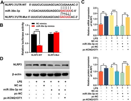 Figure 5 KCNQ1OT1 indirectly promoted NLRP3 expression by inhibiting miR-30e-3p expression. (A) miRanda database was used to predict the binding site between miR-30e-3p and NLRP3 3ʹUTR sequence. (B) HMC3 cells were co-transfected with miR-30e-3p mimics or control mimics and luciferase reporter NLRP3-WT or NLRP3-MUT, and the luciferase activity of the cells in different groups was detected after 48 h. (C and D) RT-qPCR and Western blot were employed to detect the expression level of NLRP3 mRNA and protein in HMC3 cells after KCNQ1OT1 and miR-30e-3p were selectively regulated. All experiments were performed in triplicate. *P<0.05, **P<0.01 and ***P<0.001.