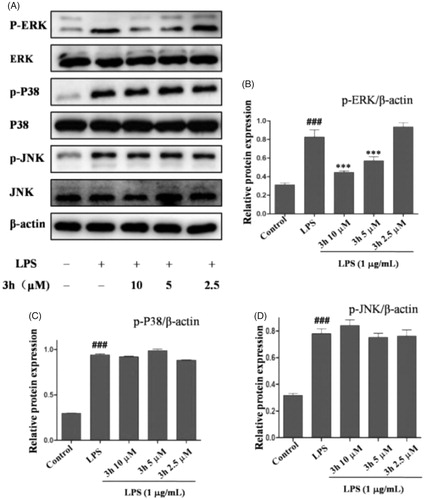 Figure 7. Compound 3h inhibited LPS-induced MAPKs signalling pathway. RAW 264.7 cells were pretreated with compound 3h at concentration of 10, 5, and 2.5 μM for 1 h and treated with LPS (1 μg/mL) for 24 h. (A) Proteins expression were detected by Western blotting analysis. (B, C and D) Semi-quantitative statistical graph of p-ERK, p-P38 and p-JNK protein expressions in various groups. ###p<.001 compared with control group; ***p<.001 compared with LPS treated group.