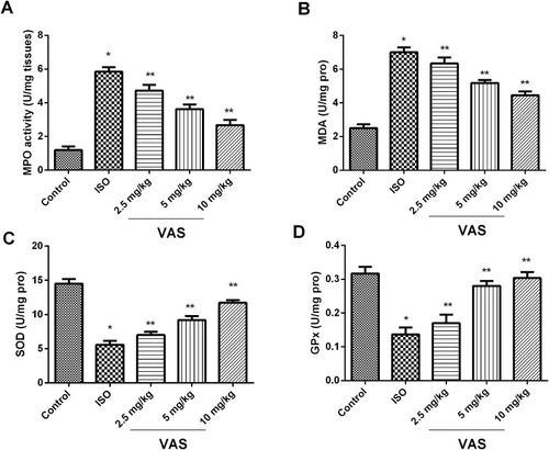 Figure 4 Effect of VAS on oxidative stress. (A) MPO, (B) MDA, (C) SOD, and (D) GPx. Values represent the mean ± SEM and are representative of three independent experiments. *P < 0.05 vs control; **P < 0.01 vs ISO.