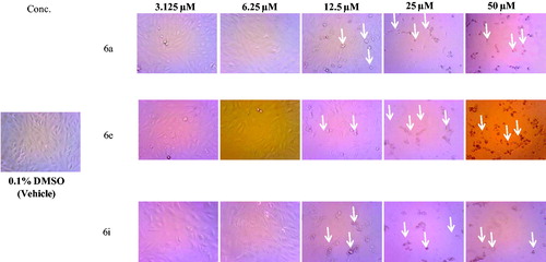 Figure 2. Morphological changes following 48 h exposure of HepG2 cells to indicated concentrations of 6a, 6e and 6i. Signs of toxicity indicated with arrows represent cell rounding, shrinkage and/or loss of monolayer integrity. Total magnification = 300.