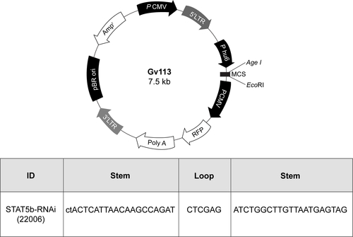 Figure S4 The vectors for RNA interference.Notes: Upper panel: the scheme for the structure of the vector pGv113. Lower panel: The information for the shRNA sequence.Abbreviations: shRNA, short hairpin RNA; STAT5B, signal transducer and activator of transcription 5b; PCMV, porcine cytomegalovirus; LTR, long terminal repeat; MCS, multiple clone site; RFP, red fluorescent protein; pBR ori, plasmid Bolivar Rodriguez origin; Ampr, ampicillin resistance.