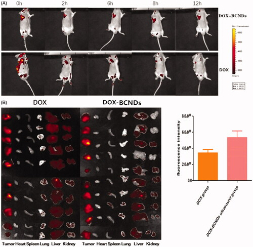 Figure 5. (A) In vivo imaging of DOX-BCNDs and DOX at different time points. (B) In vivo distribution of DOX in mice and comparison of fluorescence intensity in tumors between the two groups.