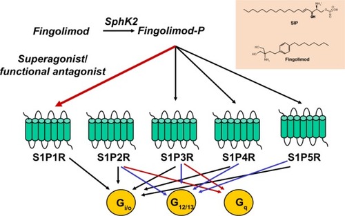 Figure 1 Fingolimod phosphate activates four sphingosine-1-phosphate receptors: S1P1R, S1P3R, S1P4R, and S1P5R. Superactivation of S1P1R results in functional antagonism. Coupling of S1PRs to G proteins is also shown.