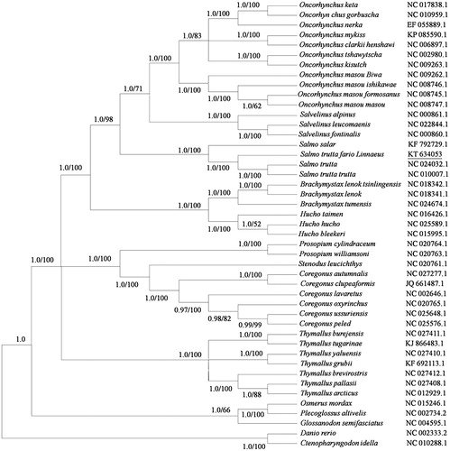 Figure 1. Phylogenetic tree of Salmonidae by the Bayesian and Maximum-likelihood methods based on the concatenated nucleotide sequence of 12 protein-coding genes on the heavy strand. Values less than 0.95 of Bayesian posterior probabilities and 50% of bootstrap values were omitted.