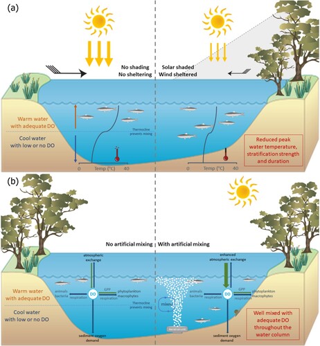 Figure 12. Conceptual diagram showing the effects of (a) vegetation shading on waterhole stratification, and the effects of (b) artificial mixing on waterhole oxygen dynamics (GPP = gross primary production; DO = dissolved oxygen).